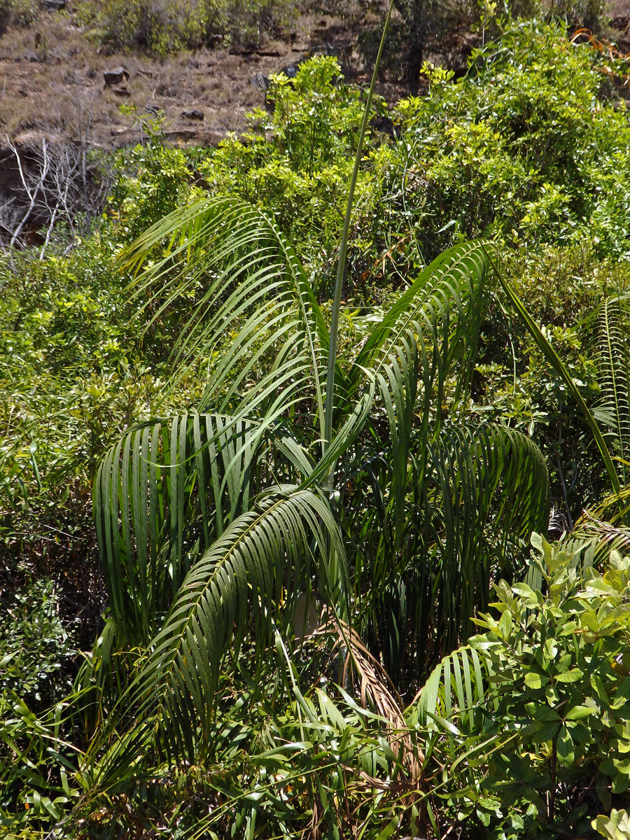 Dypsis onilahensis (Jum. & H. Perrier) Beentje & J. Dransf.