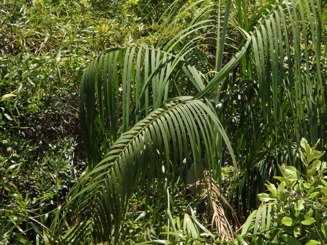 Dypsis onilahensis (Jum. & H. Perrier) Beentje & J. Dransf.