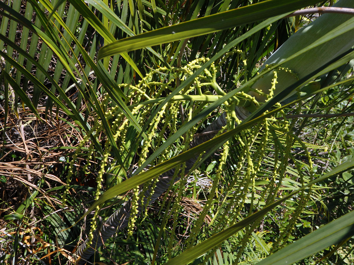 Dypsis onilahensis (Jum. & H. Perrier) Beentje & J. Dransf.