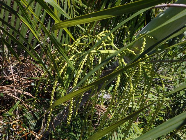 Dypsis onilahensis (Jum. & H. Perrier) Beentje & J. Dransf.