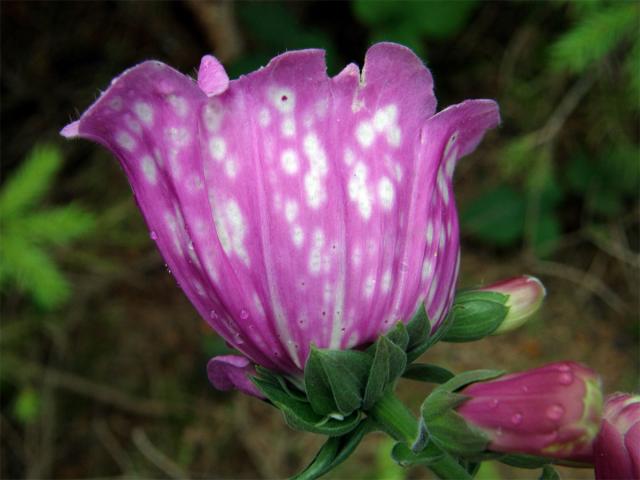 Náprstník červený (Digitalis purpurea L.) - zdvojený květ (1b)