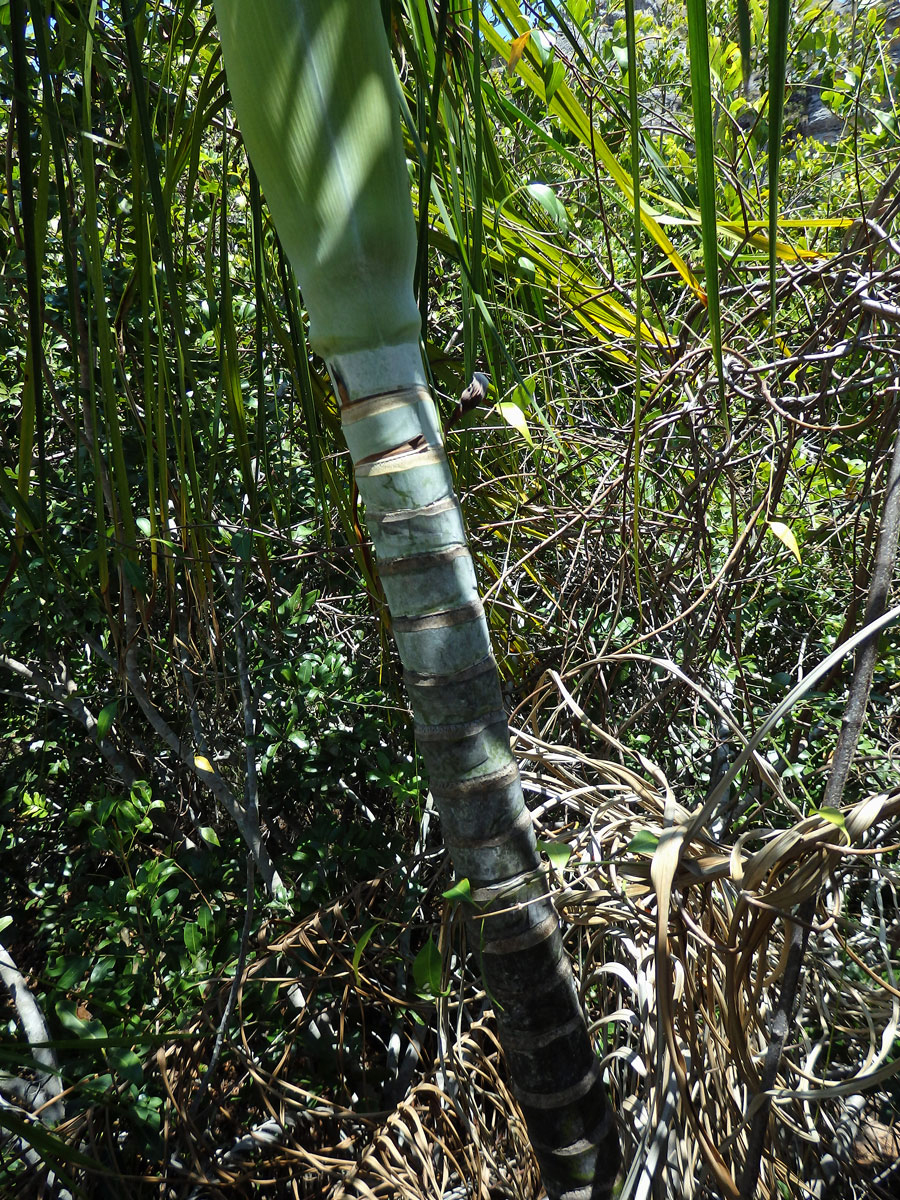 Dypsis onilahensis (Jum. & H. Perrier) Beentje & J. Dransf.