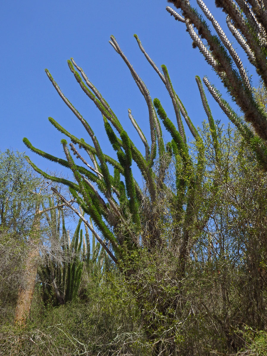 Didierea madagascariensis Baill.