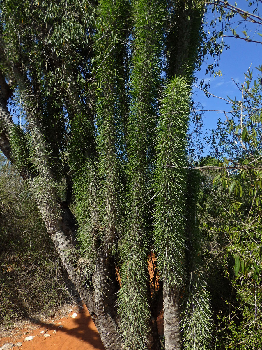 Didierea madagascariensis Baill.