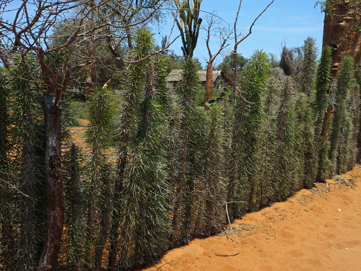 Didierea madagascariensis Baill.