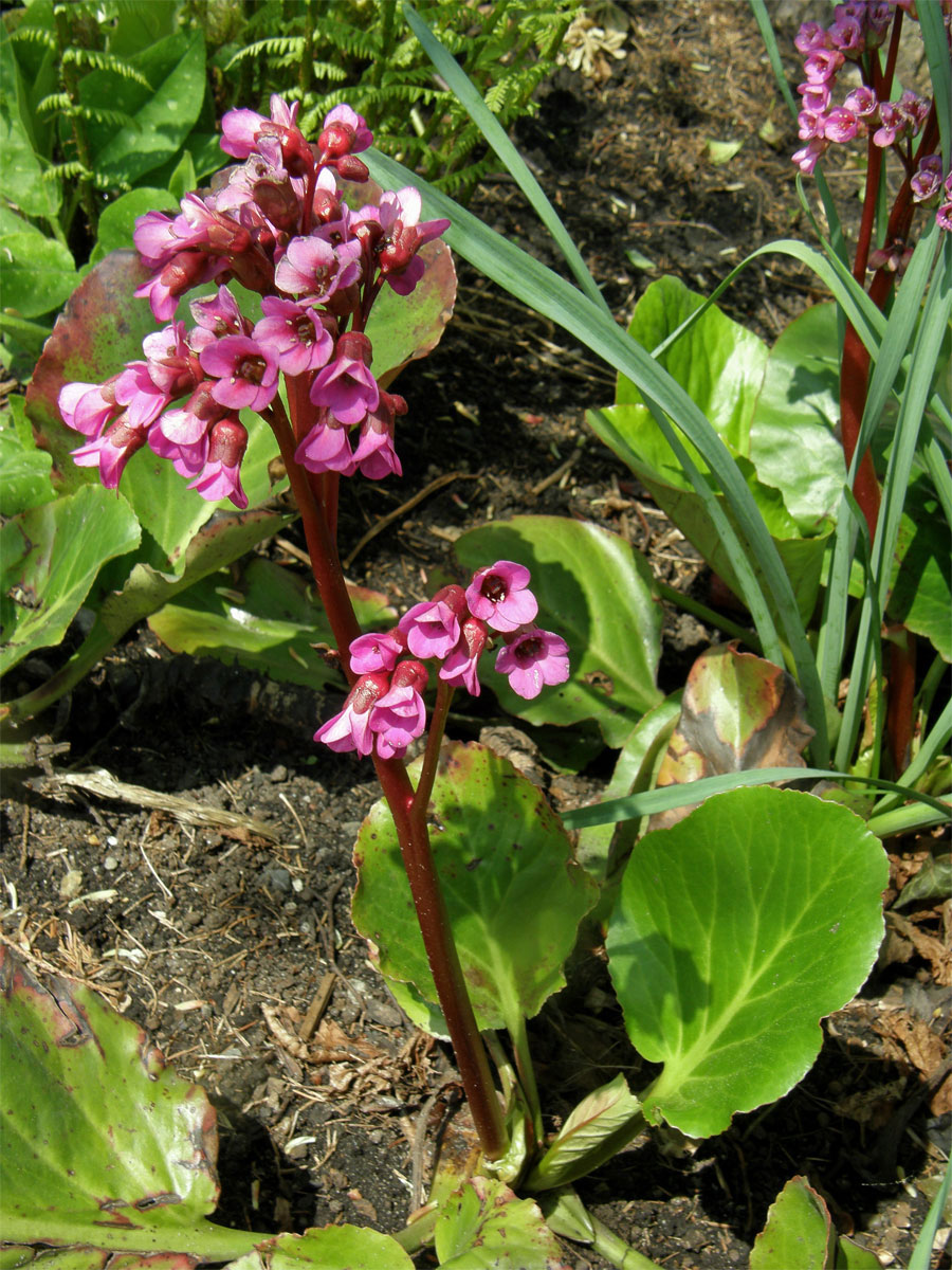 Bergenie tučnolistá (Bergenia crassifolia (L.) Fritsch)