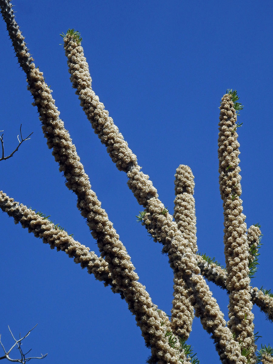 Didierea madagascariensis Baill.