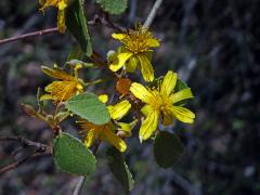 Blahokamýk (Grevia tulearensis Capuron)