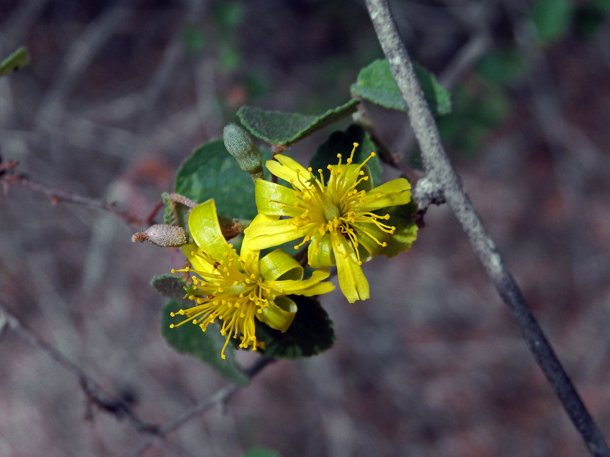 Blahokamýk (Grevia tulearensis Capuron)