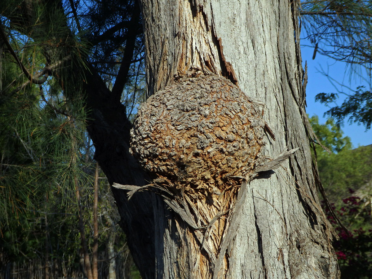 Nádor na přesličníku přeličkolistém (Casuarina equisetifolia L.) (2b)