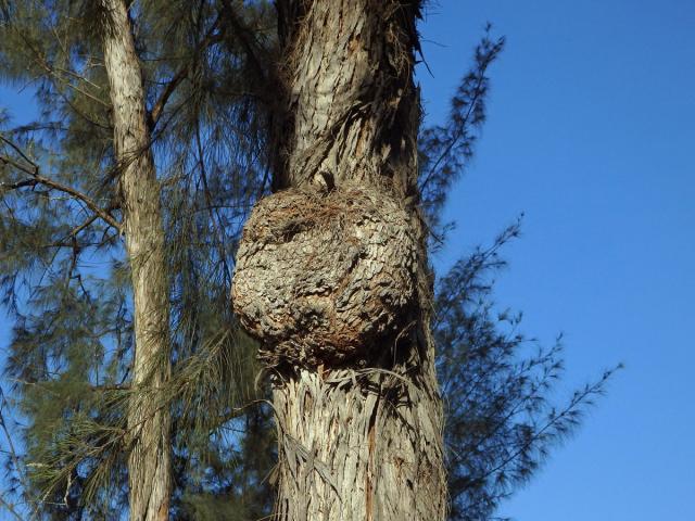 Nádor na přesličníku přeličkolistém (Casuarina equisetifolia L.) (6)