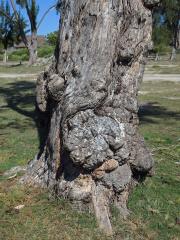 Nádor na přesličníku přeličkolistém (Casuarina equisetifolia L.) (9)