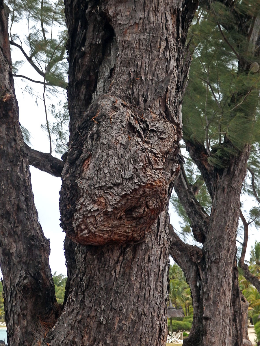 Nádor na přesličníku přeličkolistém (Casuarina equisetifolia L.) (11a)