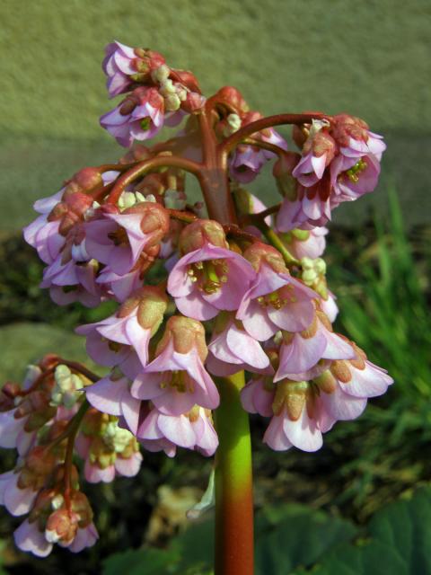 Bergenie tučnolistá (Bergenia crassifolia (L.) Fritsch)