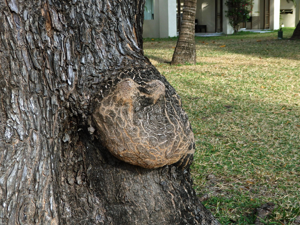 Vrcholák pravý (Terminalia catappa L.) s nádorem na kmeni (2b)