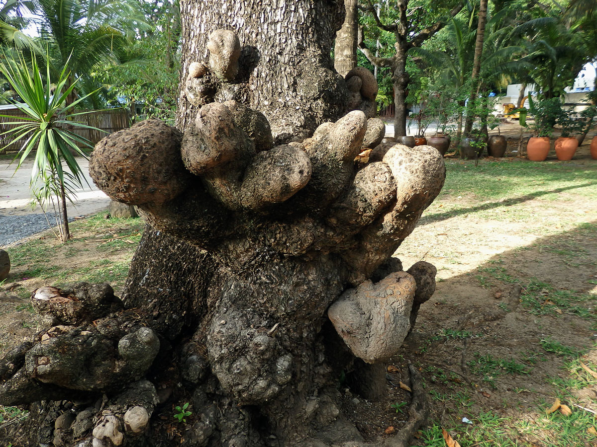 Vrcholák pravý (Terminalia catappa L.) s nádorem na kmeni (4b)