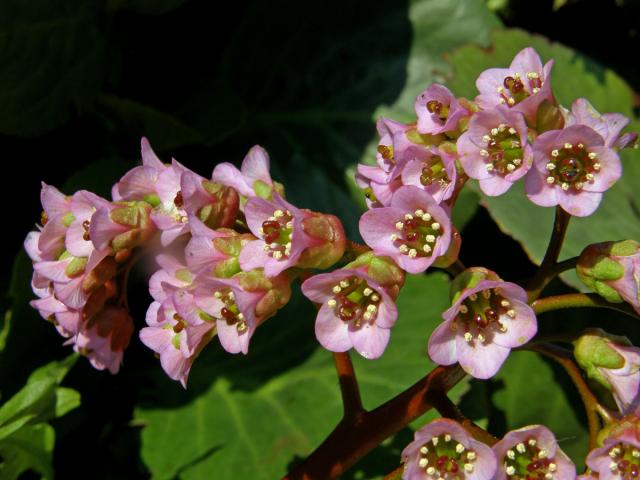 Bergenie tučnolistá (Bergenia crassifolia (L.) Fritsch)