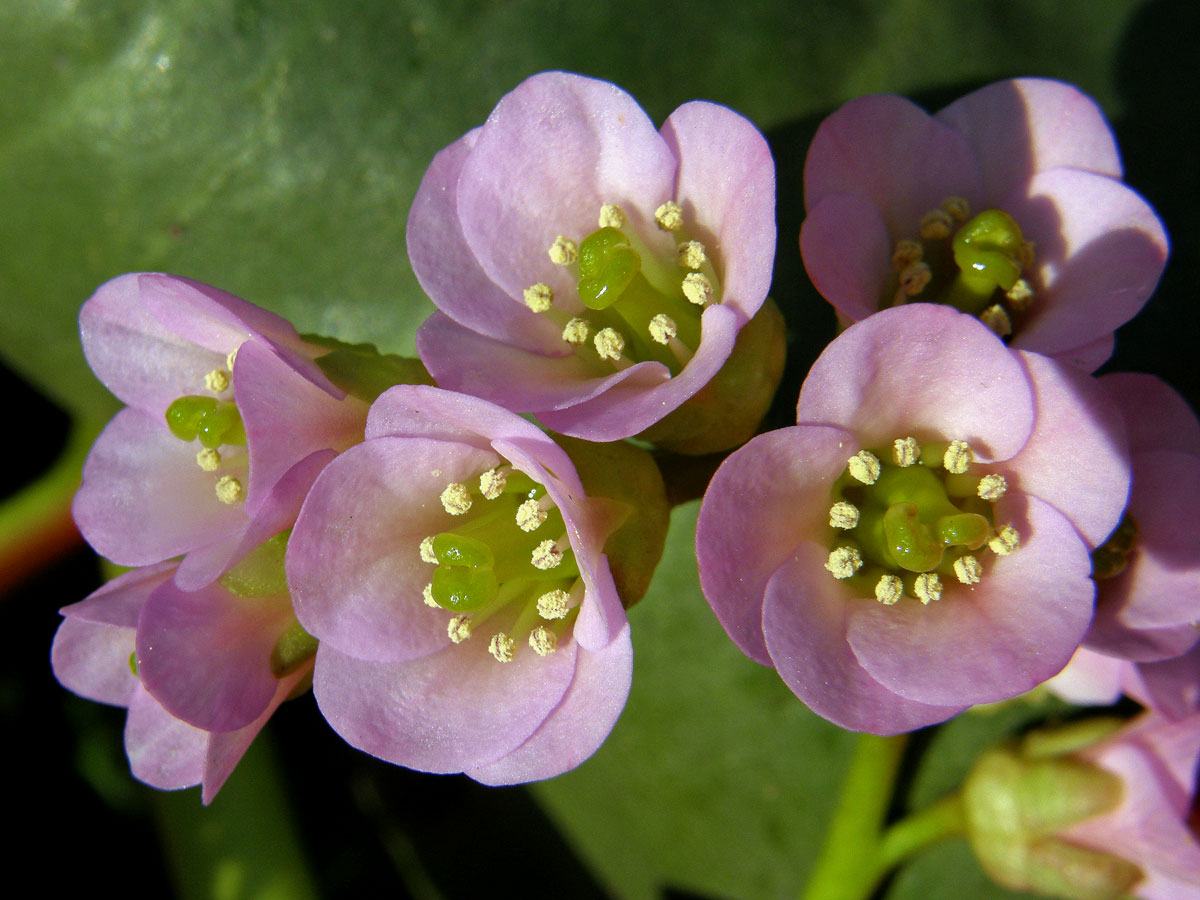 Bergenie tučnolistá (Bergenia crassifolia (L.) Fritsch)