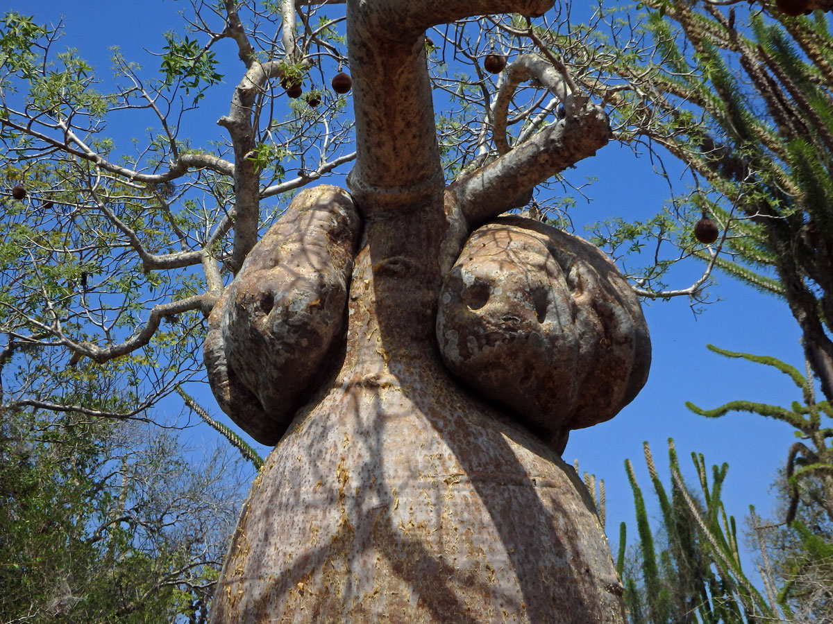 Baobab (Adansonia rubrostipa Jum. et H. Perrier) s velkým tumorem pod korunou