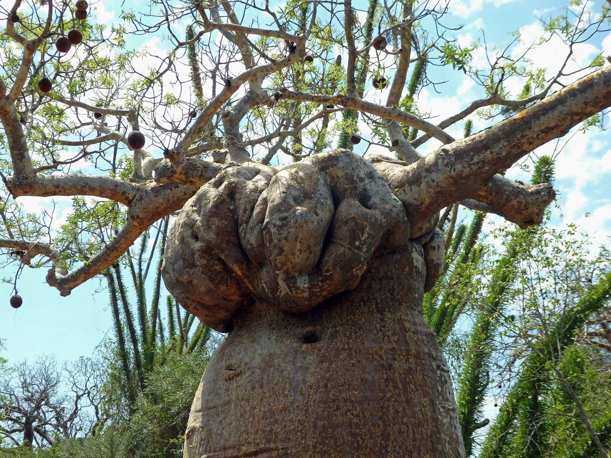 Baobab (Adansonia rubrostipa Jum. et H. Perrier) s velkým tumorem pod korunou