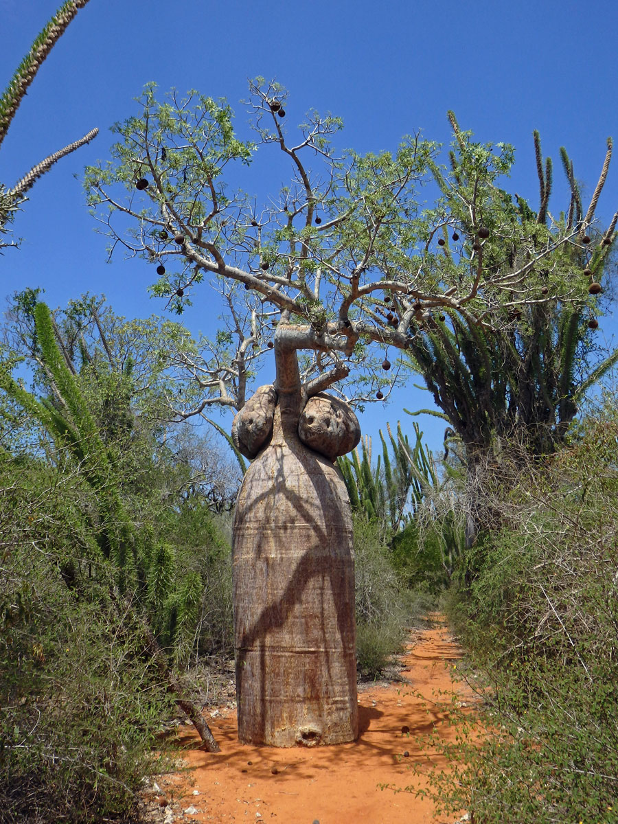 Baobab (Adansonia rubrostipa Jum. et H. Perrier) s velkým tumorem pod korunou