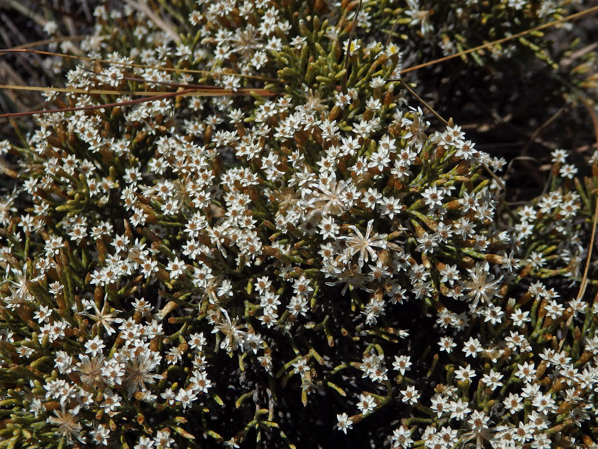 Smil (Helichrysum dichotomum Humbert)