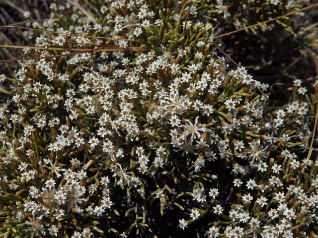 Smil (Helichrysum dichotomum Humbert)