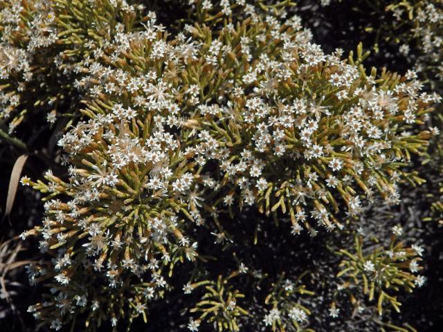 Smil (Helichrysum dichotomum Humbert)