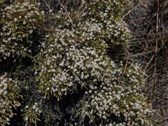 Smil (Helichrysum dichotomum Humbert)