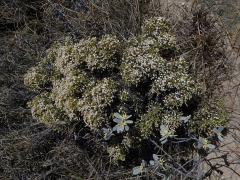 Smil (Helichrysum dichotomum Humbert)