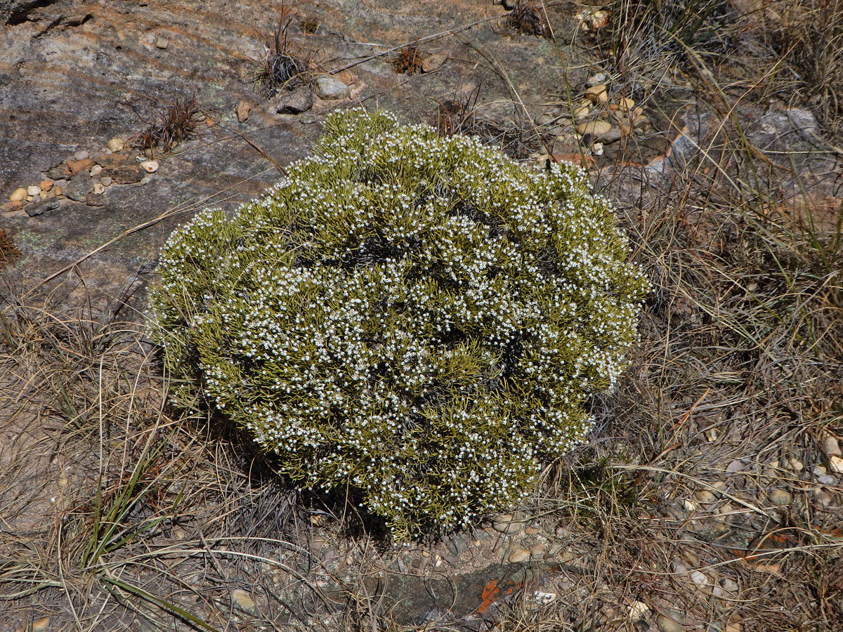 Smil (Helichrysum dichotomum Humbert)