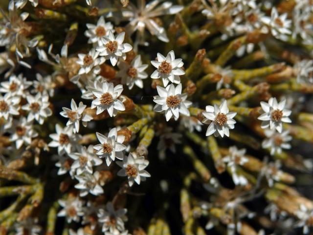 Smil (Helichrysum dichotomum Humbert)