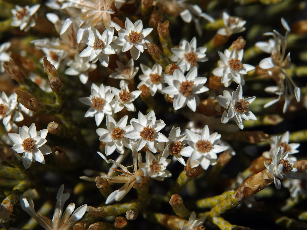 Smil (Helichrysum dichotomum Humbert)