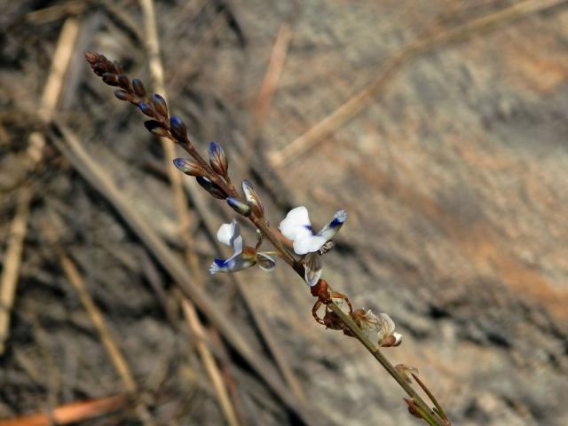 Vítod (Polygala isaloensis H. Perrier)