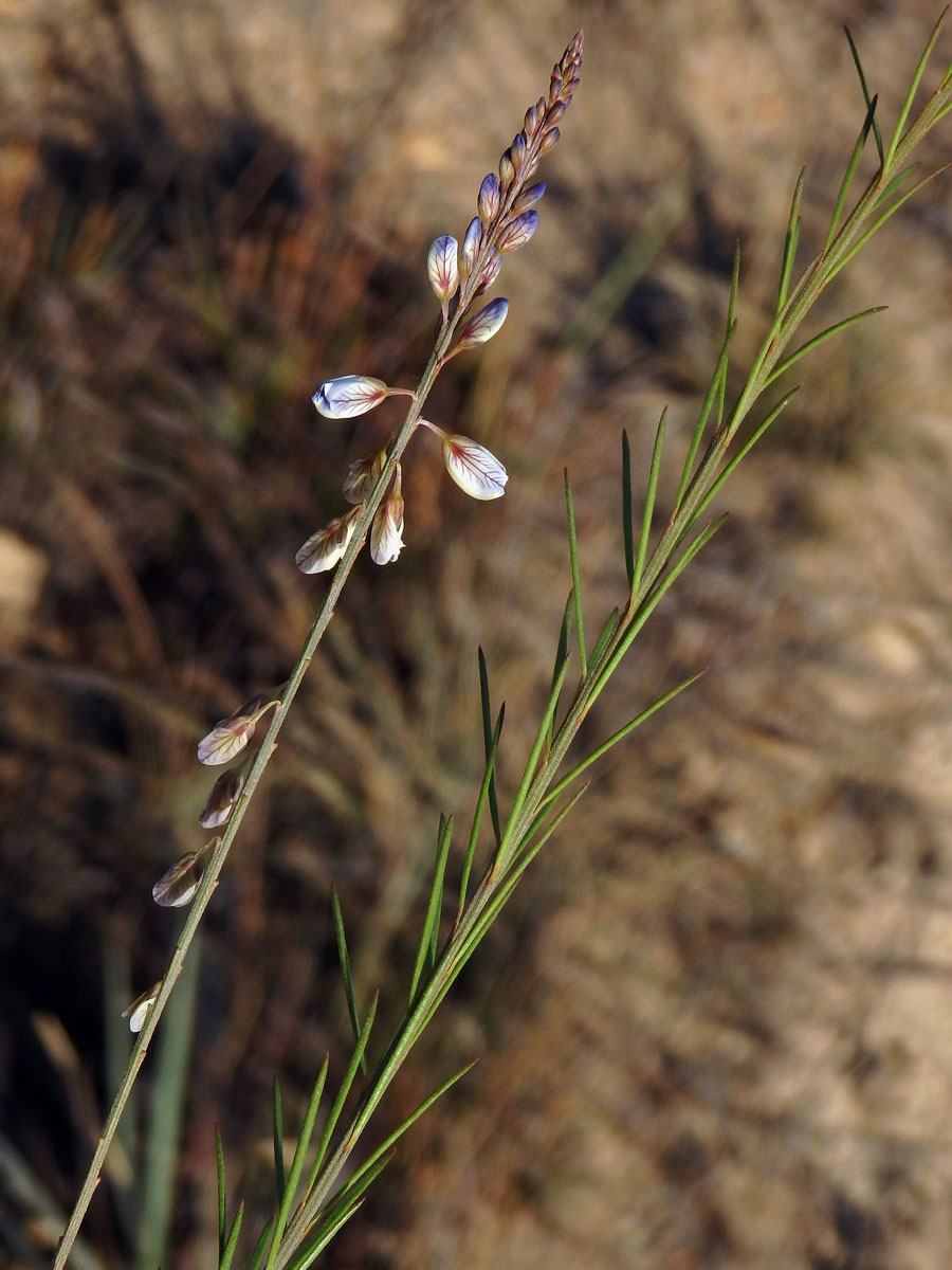 Vítod (Polygala isaloensis H. Perrier)