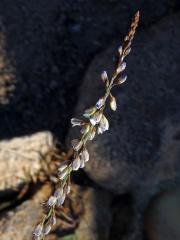 Vítod (Polygala isaloensis H. Perrier)