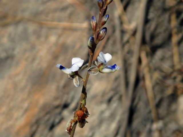 Vítod (Polygala isaloensis H. Perrier)