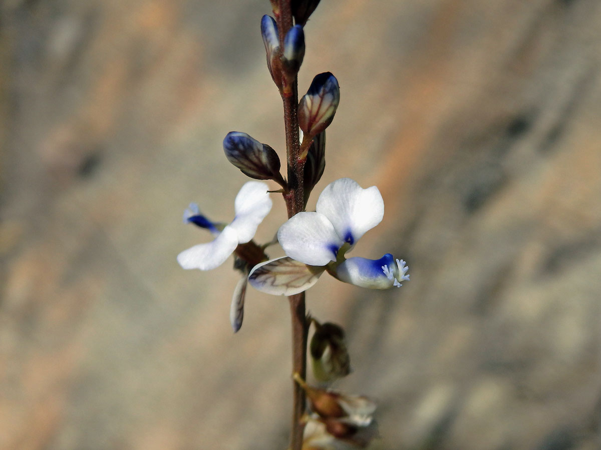 Vítod (Polygala isaloensis H. Perrier)