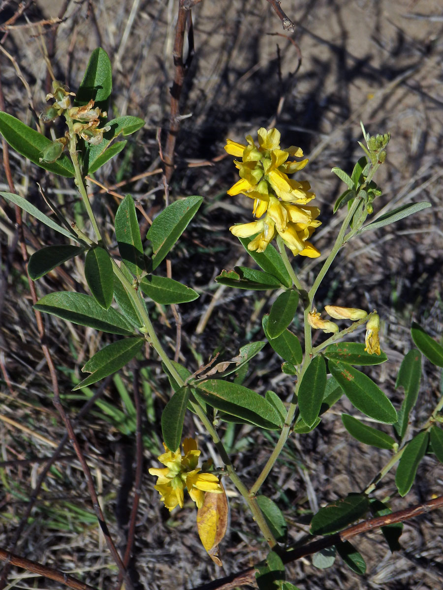 Eriosema psoraleoides (Lam.) G. Don