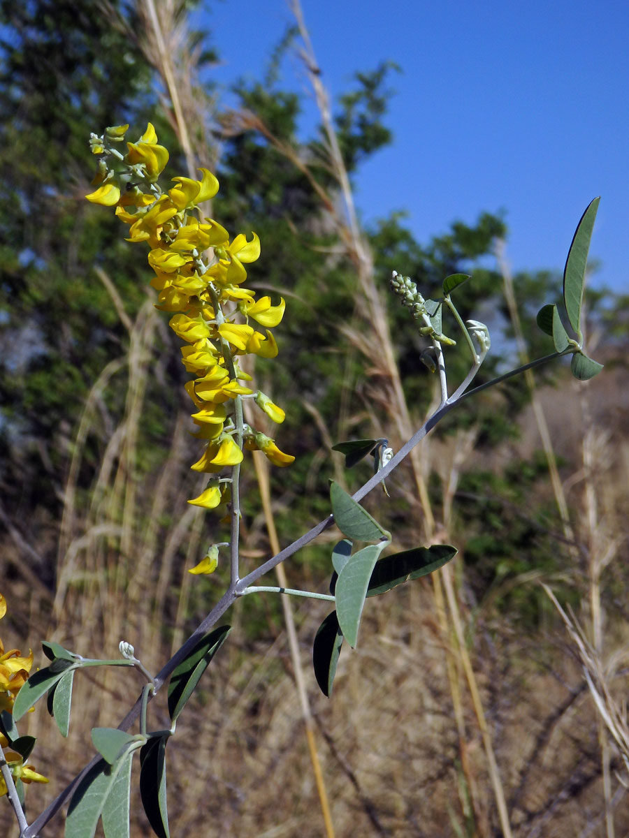 Eriosema psoraleoides (Lam.) G. Don