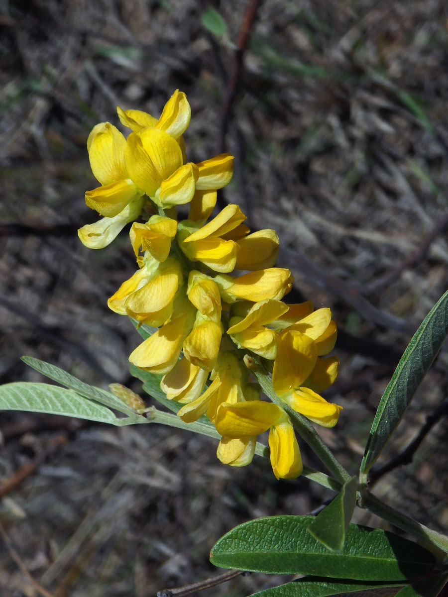 Eriosema psoraleoides (Lam.) G. Don