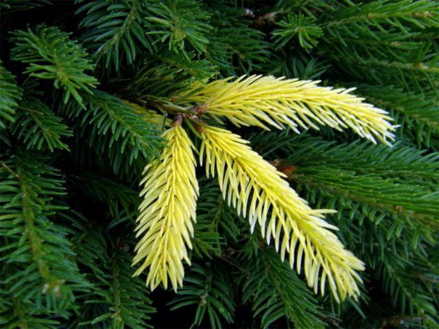 Smrk ztepilý (Picea abies L.) - albín