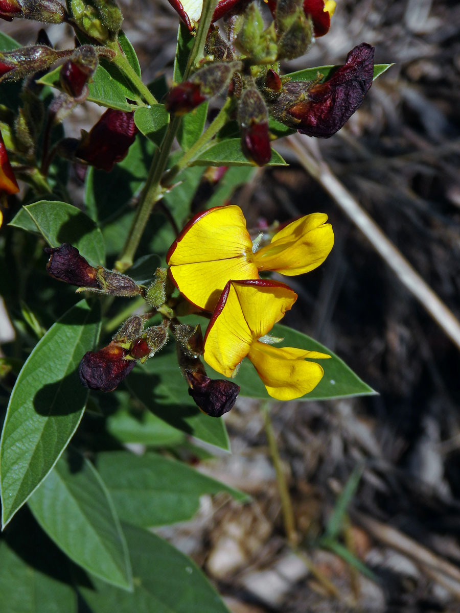 Mestelice kajan (Cajanus cajan (L.) Millsp.)