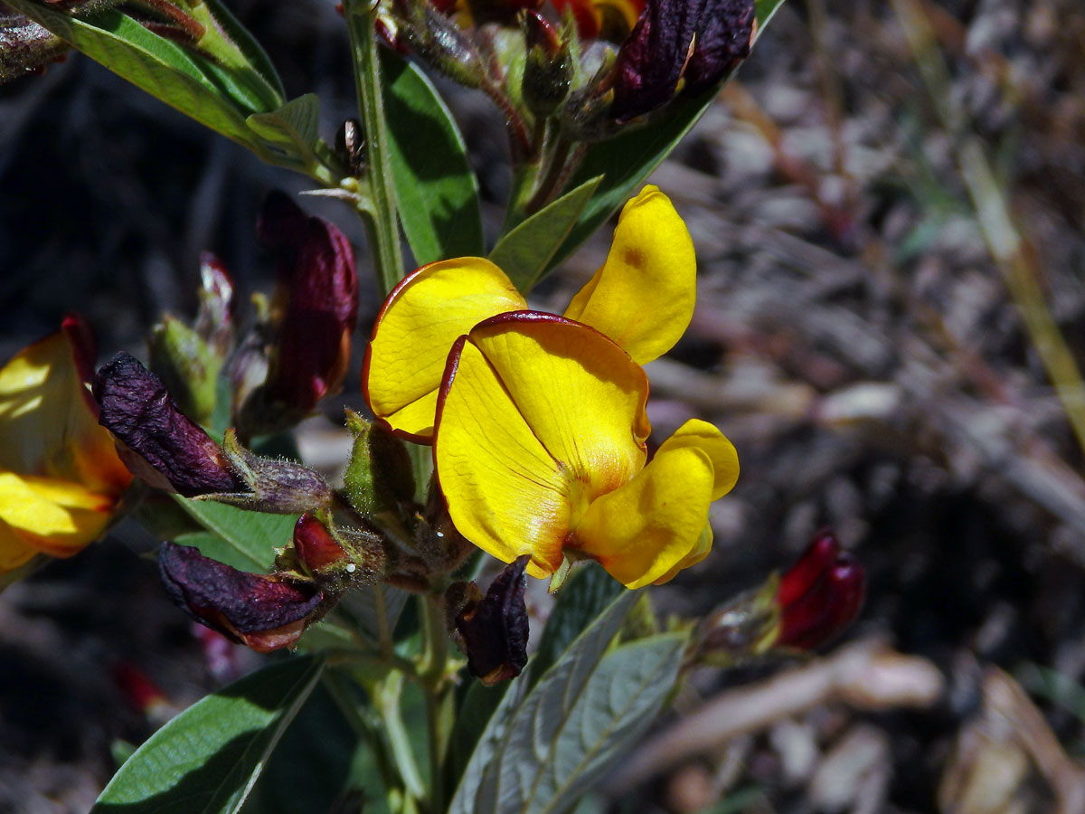 Mestelice kajan (Cajanus cajan (L.) Millsp.)