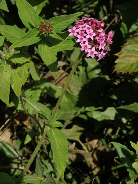 Pětkovec (Pentas lanceolata (Forssk.) Deflers)