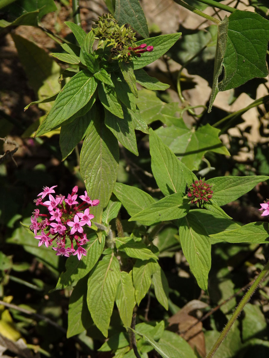 Pětkovec (Pentas lanceolata (Forssk.) Deflers)