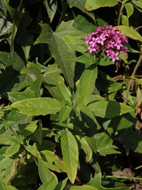 Pětkovec (Pentas lanceolata (Forssk.) Deflers)