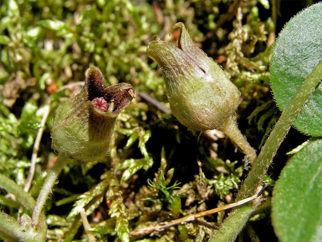 Kopytník evropský (Asarum europaeum L.)