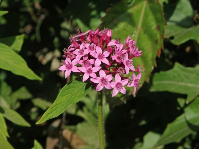 Pětkovec (Pentas lanceolata (Forssk.) Deflers)