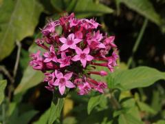 Pětkovec (Pentas lanceolata (Forssk.) Deflers)